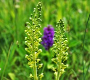 Grote keverorchis ( 