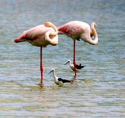 Flamingo's en St