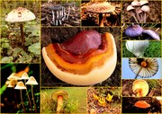 Collage paddenstoele