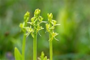 Wilde orchideeën andere flora en bladmossen
