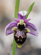 Sniporchis ( Ophrys 