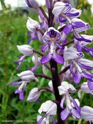 Soldaatje ( orchis m