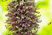 Wilde orchideeën andere flora en bladmossen