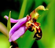 Bijenorchis ( Ophrys