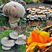Collage paddenstoele